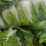 河南南阳新野包菜本地大量黄心白菜不烧心五喝点净菜上车提供袋子