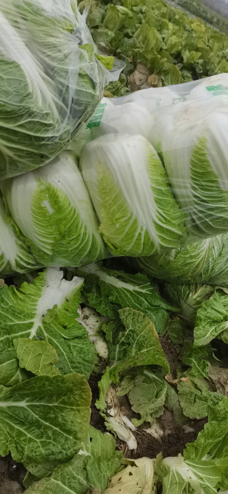 河南南阳新野包菜本地大量黄心白菜不烧心五喝点净菜上车提供袋子