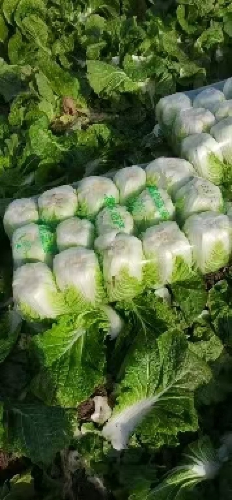 河南南阳新野包菜本地大量黄心白菜不烧心五喝点净菜上车提供袋子