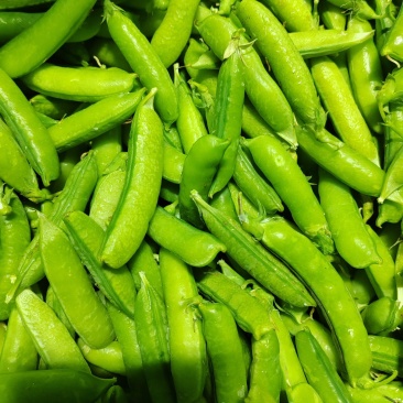 老品种豌豆、白豌豆、麻豌豆，中豌，