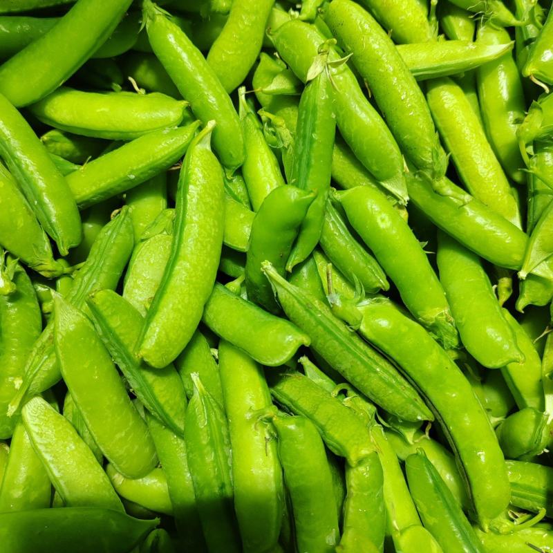 老品种豌豆、白豌豆、麻豌豆，中豌，