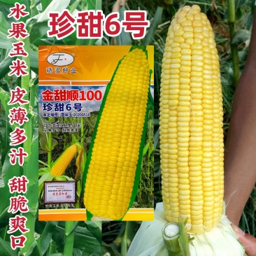 晓富珍甜6号水果玉米种子甜脆多汁皮薄无渣基地专用甜玉米种