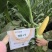 晓富珍甜6号水果玉米种子甜脆多汁皮薄无渣基地专用甜玉米种