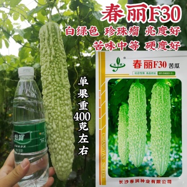 春润苦瓜种籽春丽F30苦瓜种子珍珠瘤苦味中等白绿色苦瓜种