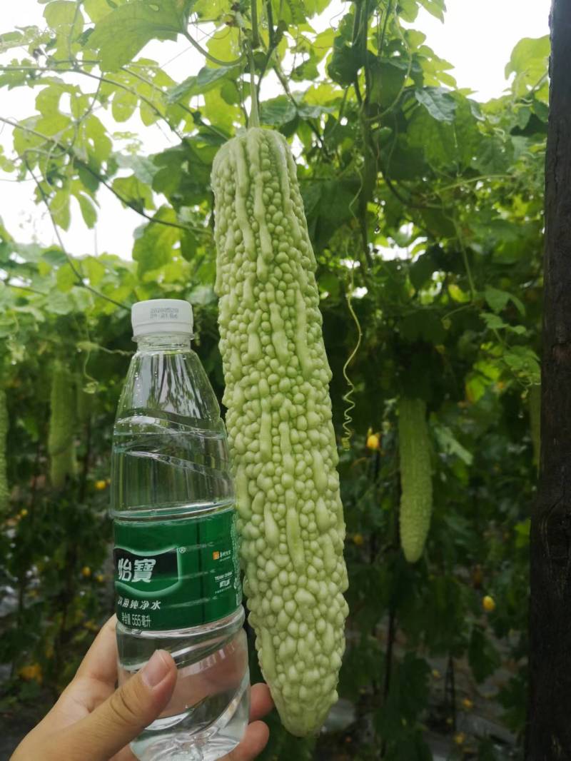 春润苦瓜种籽春丽F30苦瓜种子珍珠瘤苦味中等白绿色苦瓜种