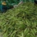 新鲜太阳花玉米金银花水果玉米甜玉米五彩花糯玉米产地直发