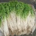 新鲜芹芽白芹