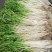 新鲜芹芽白芹