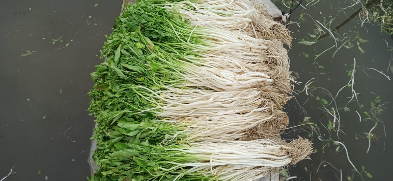 新鲜芹芽白芹