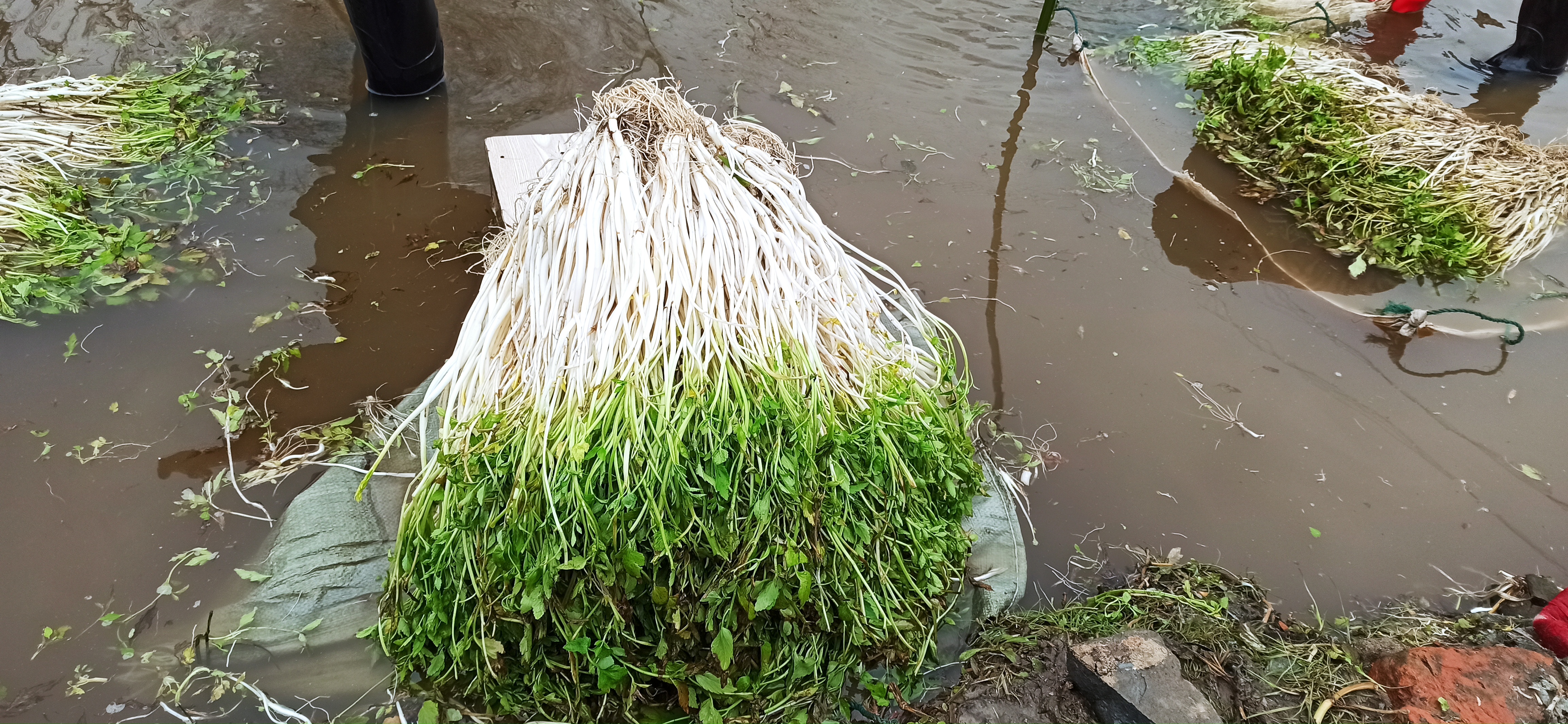 农户采摘山芹场景