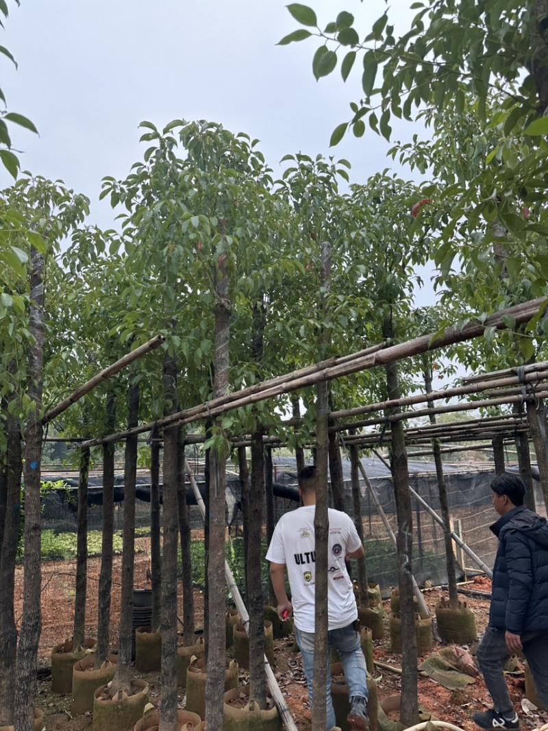 樟树各种大大小小规格都有欢迎老板咨询