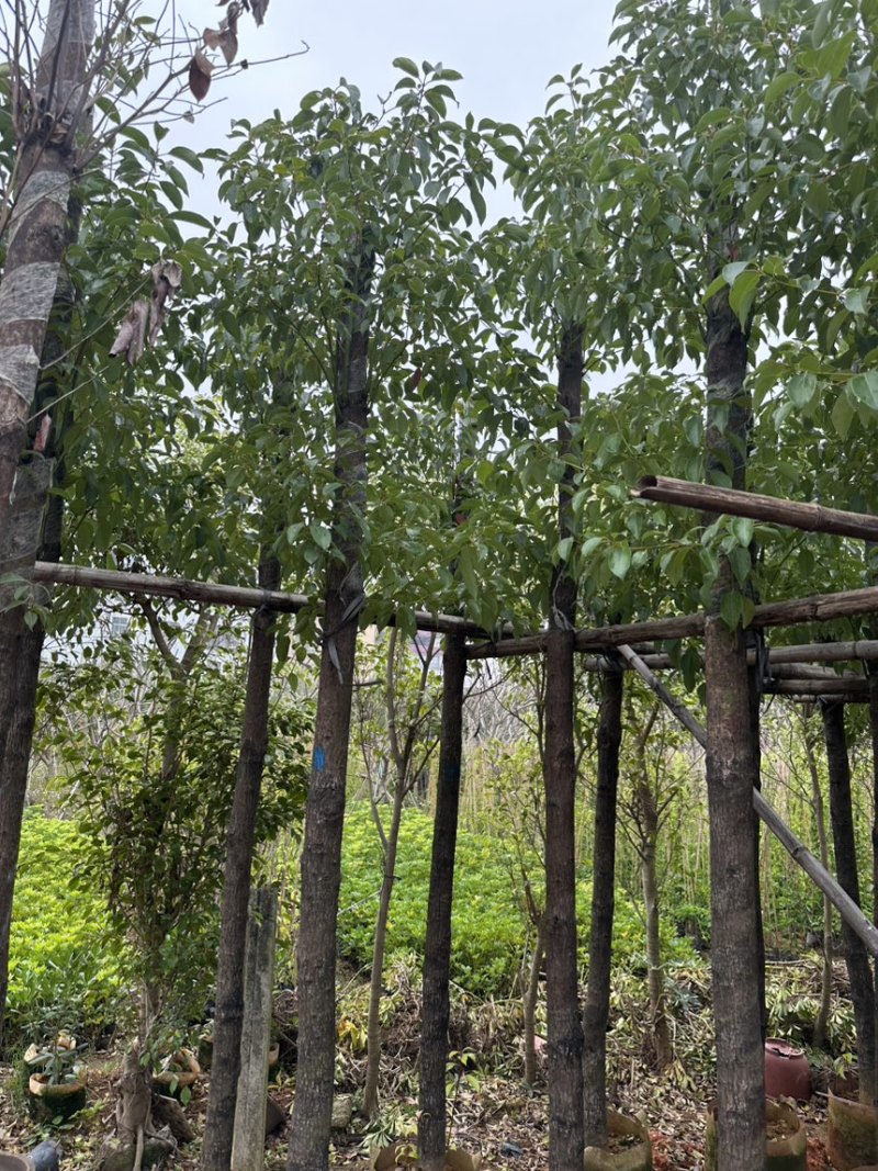 樟树各种大大小小规格都有欢迎老板咨询