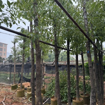 樟树各种大大小小规格都有欢迎老板咨询