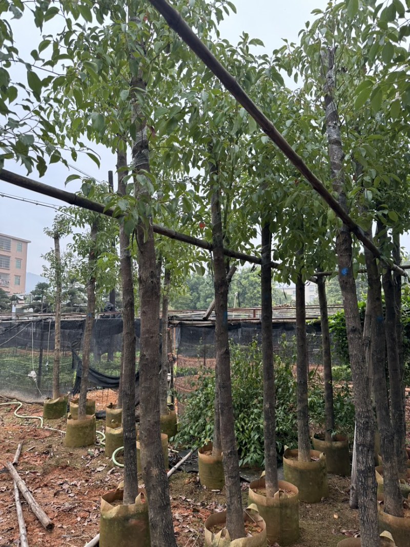 樟树各种大大小小规格都有欢迎老板咨询