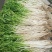 安徽特产新鲜芹芽白芹