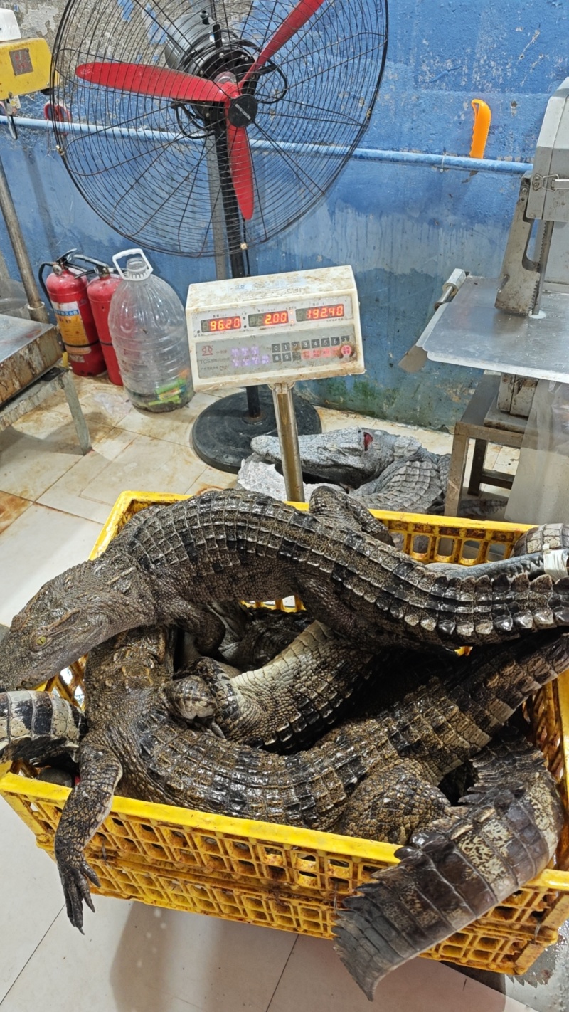 活体鳄鱼