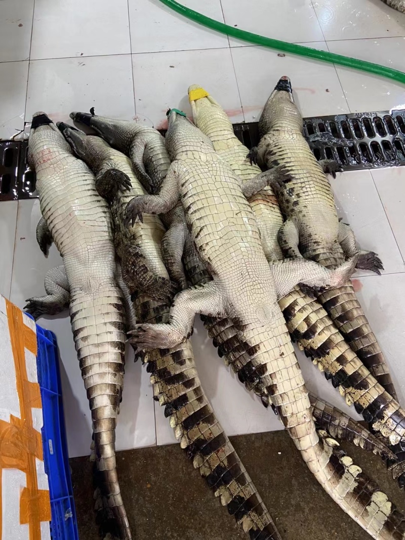 活体鳄鱼