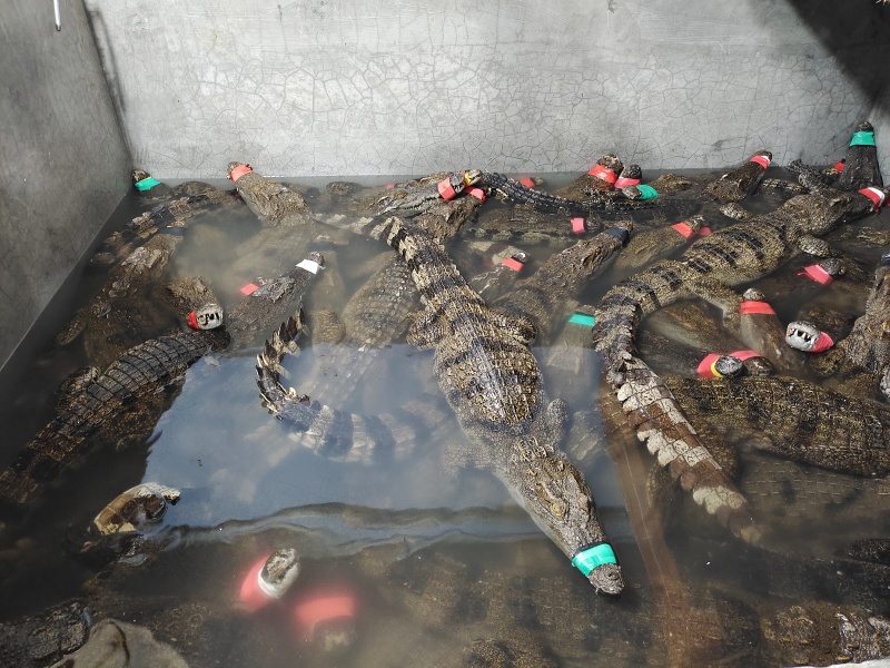 活体鳄鱼