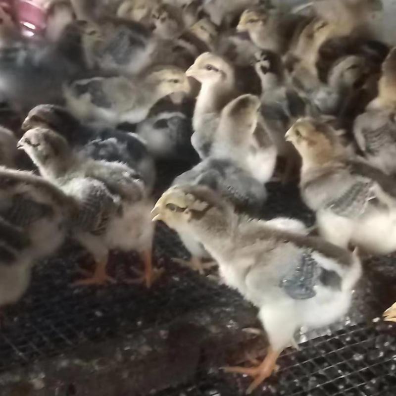 正宗大种K9鸡苗，公司孵化场直销，包打疫苗包运费，量大优