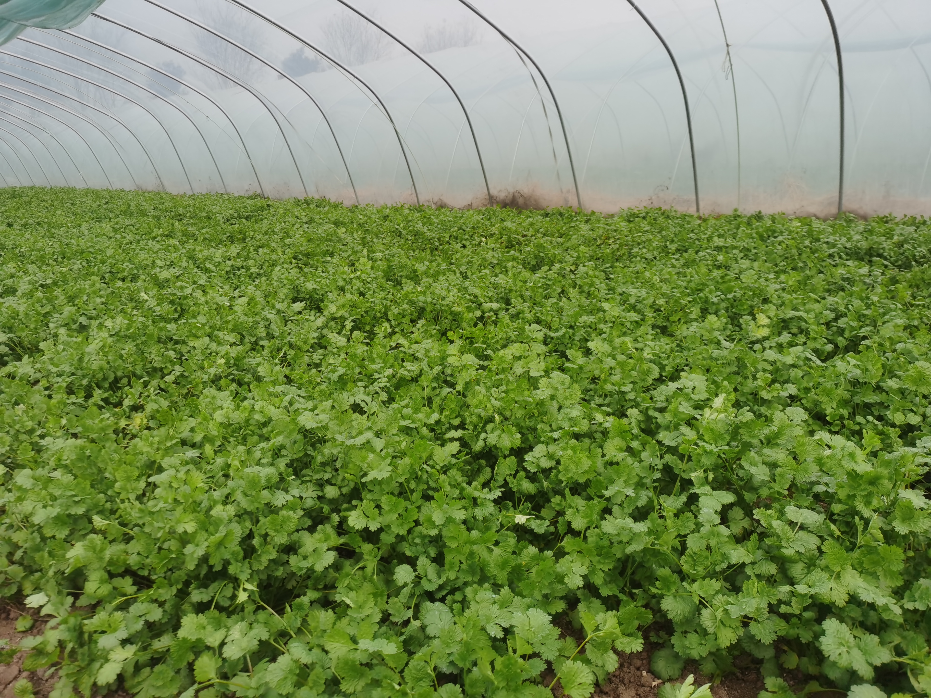 香菜温室种植场景图