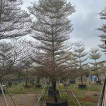 广东锦叶榄仁树，百亩种植基地，品质优良欢迎来电