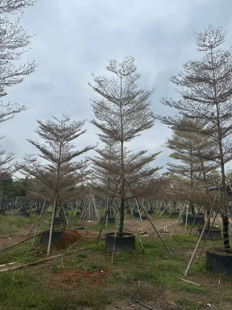 广东锦叶榄仁树，百亩种植基地，品质优良欢迎来电