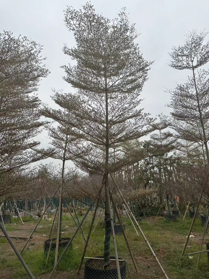 广东锦叶榄仁树，百亩种植基地，品质优良欢迎来电
