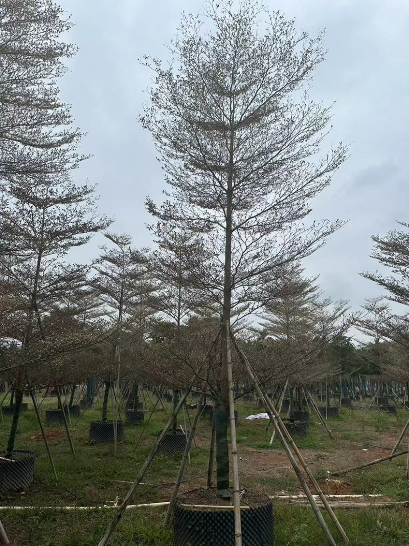 广东锦叶榄仁树，百亩种植基地，品质优良欢迎来电