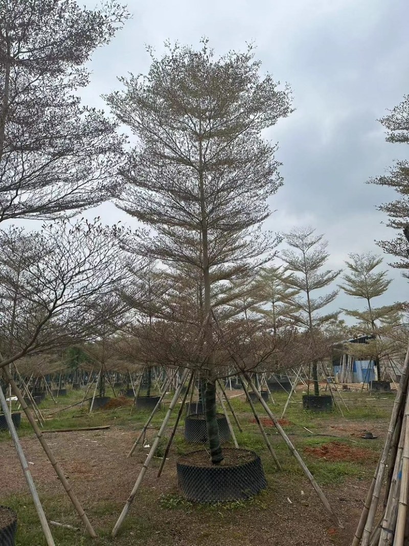 广东锦叶榄仁树，百亩种植基地，品质优良欢迎来电