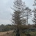 广东锦叶榄仁树，百亩种植基地，品质优良欢迎来电
