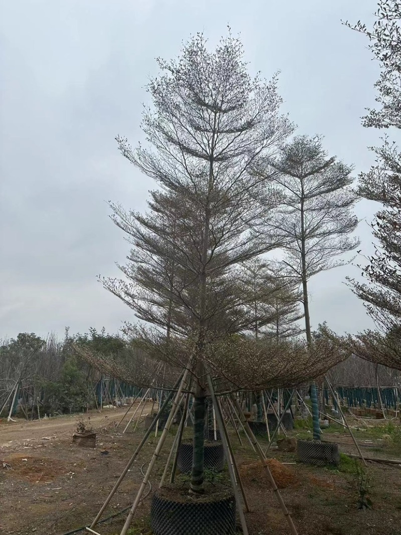 广东锦叶榄仁树，百亩种植基地，品质优良欢迎来电