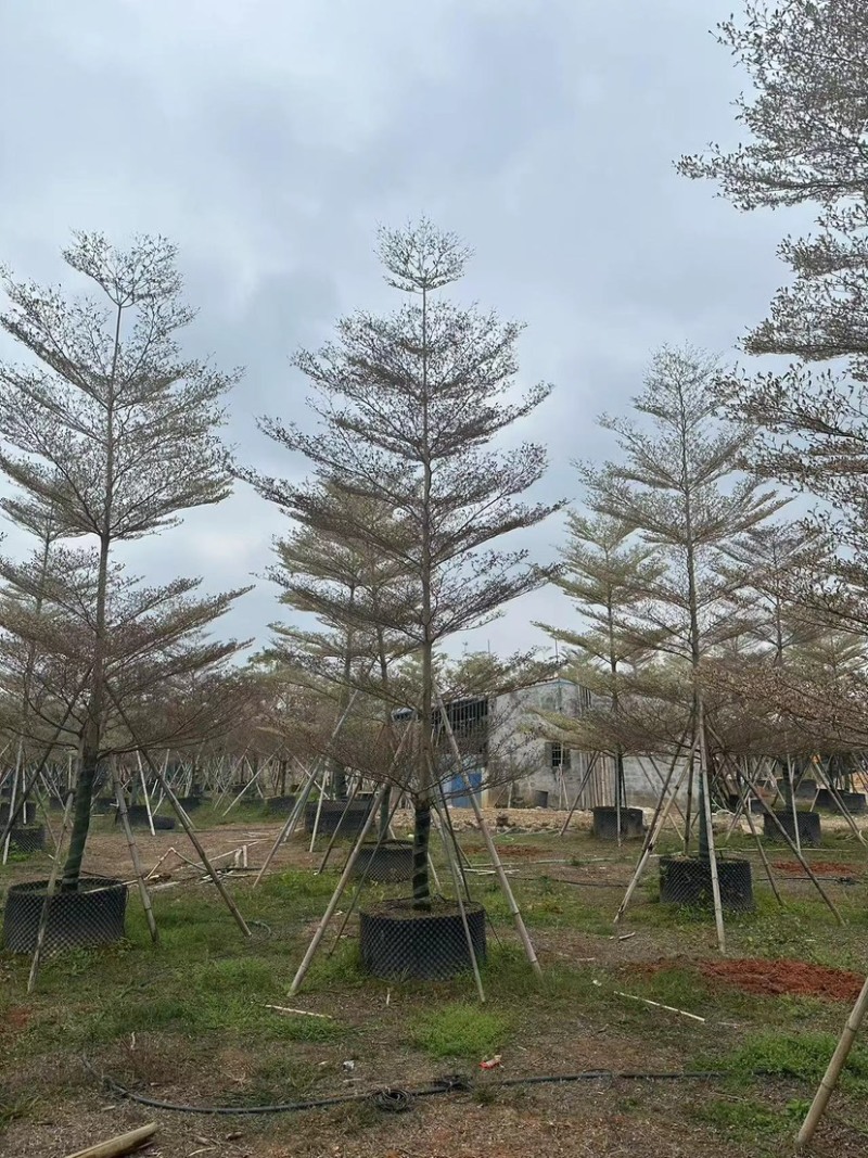 广东锦叶榄仁树，百亩种植基地，品质优良欢迎来电