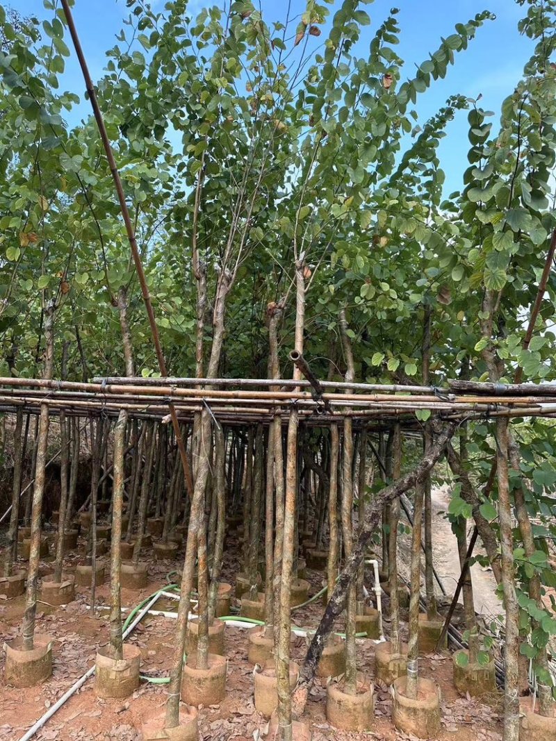 广东宫粉紫荆树，成活率高，品质很好，欢迎选购