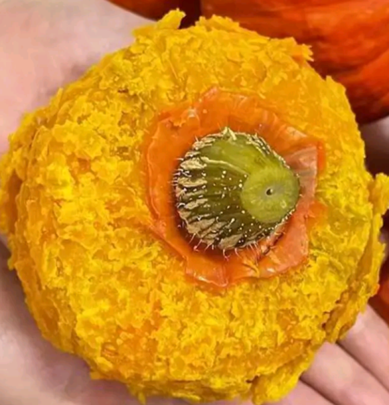 红贝贝南瓜，贝贝南瓜，红宝贝南瓜，需要的老板联系我