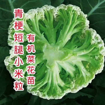 菜花苗青梗散花小米粒苗厂直供，发货方便，破损