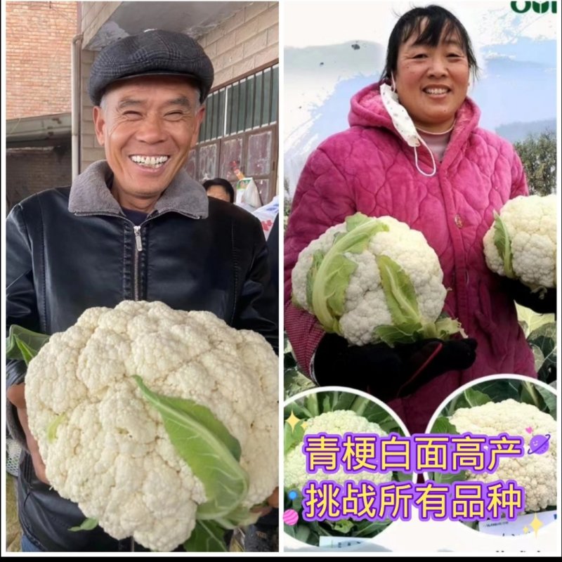 菜花苗青梗散花小米粒苗厂直供，发货方便，破损