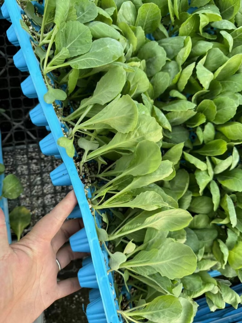 菜花苗青梗散花小米粒苗厂直供，发货方便，破损