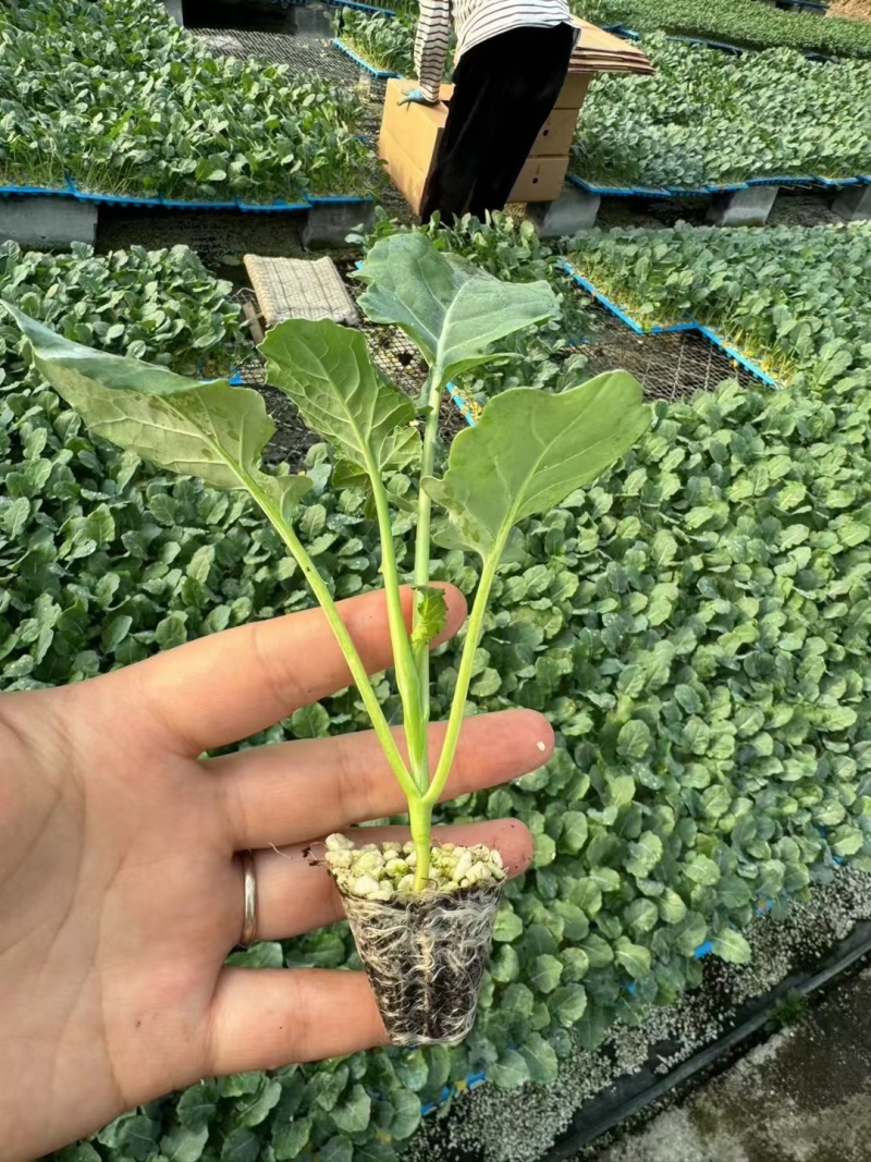 菜花苗青梗散花小米粒苗厂直供，发货方便，破损