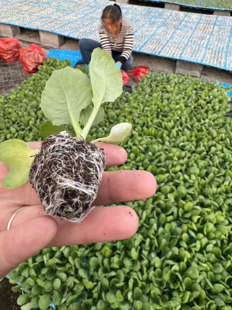 菜花苗青梗散花小米粒苗厂直供，发货方便，破损