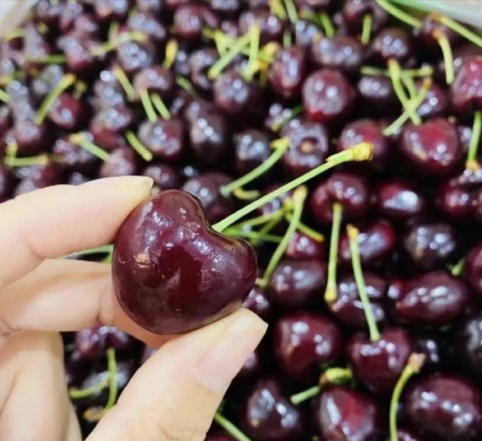 高清特写展示桑缇娜车厘子果实,深红色果皮,饱满圆润,排列整齐 车厘子品种桑缇娜特写