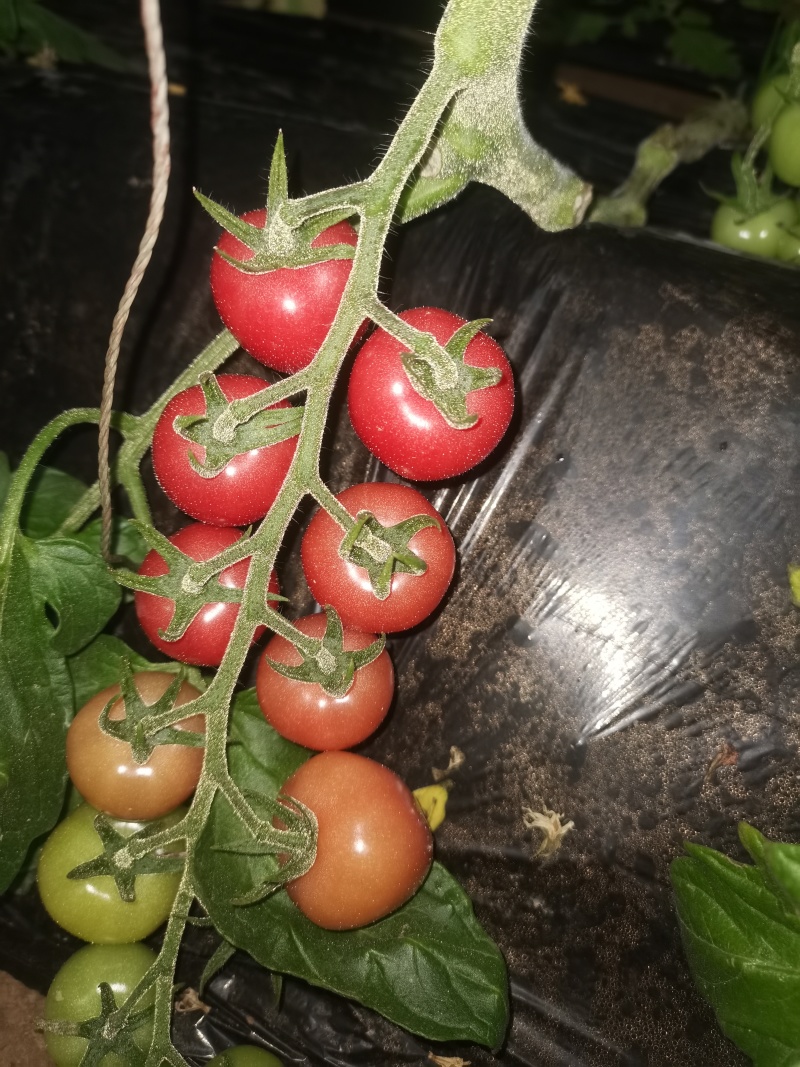 熊峰授粉圣女果