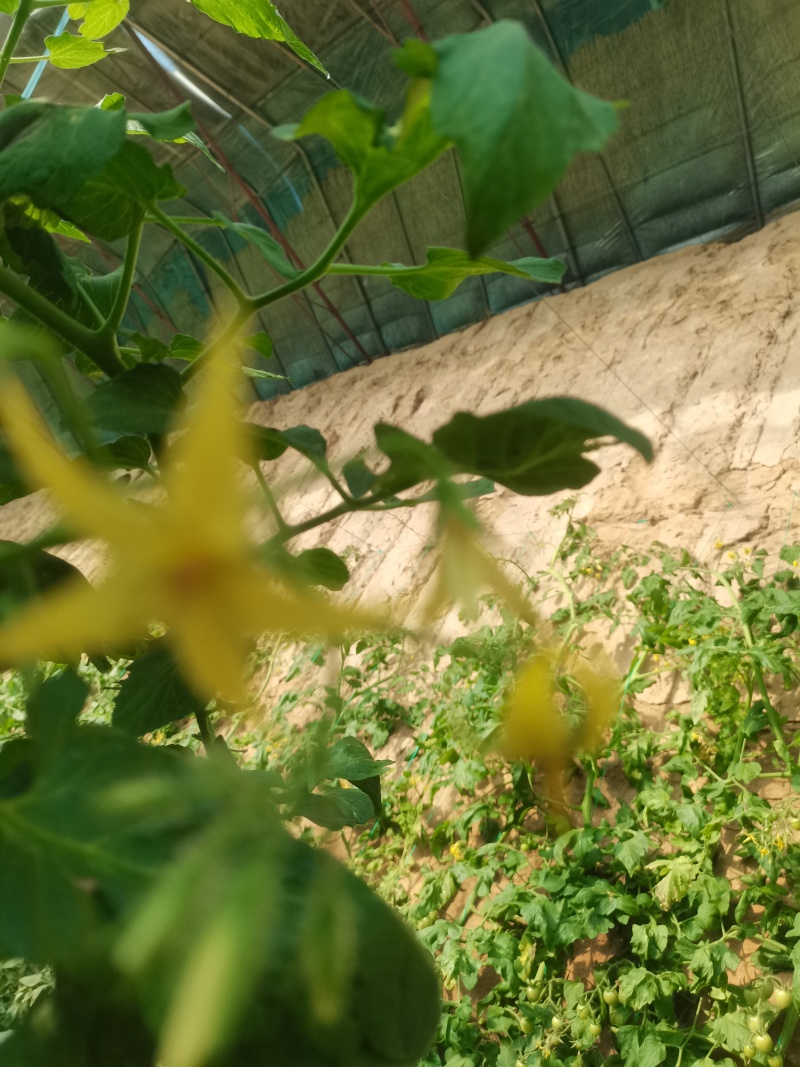 熊峰授粉圣女果