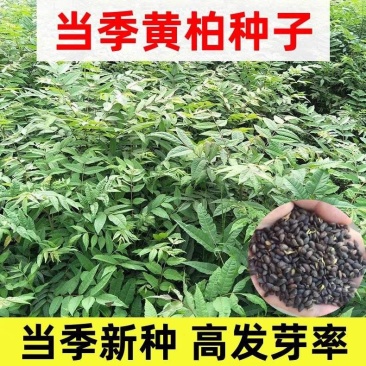 新采厚皮黄柏种子川黄柏树籽药材树种子剥皮黄柏树种子