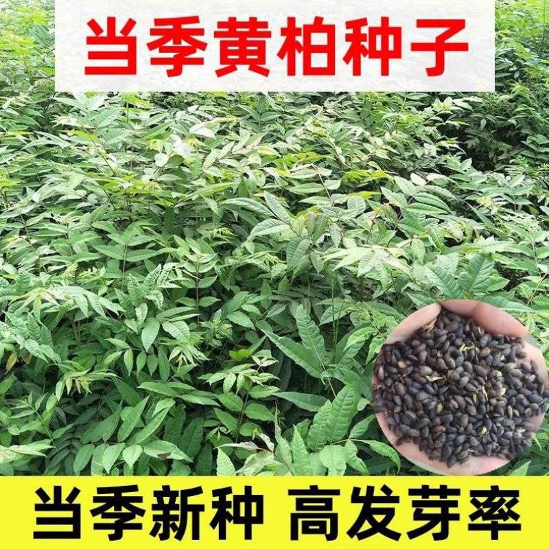 新采厚皮黄柏种子川黄柏树籽药材树种子剥皮黄柏树种子