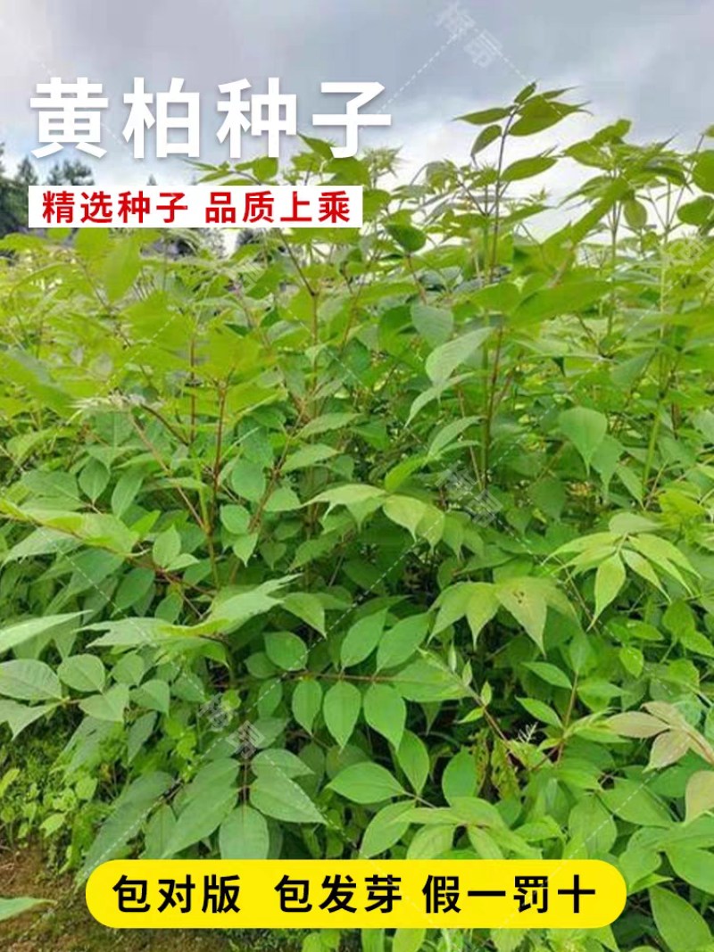 新采厚皮黄柏种子川黄柏树籽药材树种子剥皮黄柏树种子