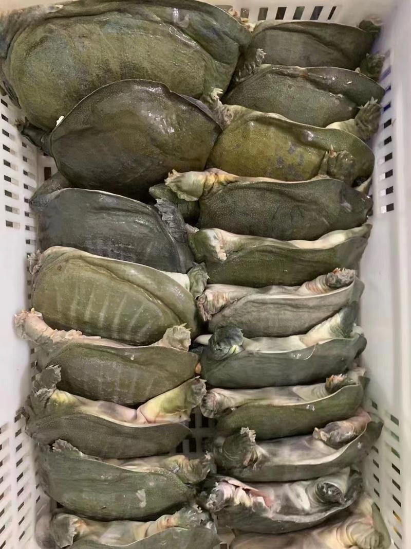 四川成都鲜冻甲鱼老鳖全国发售欢迎客户前来采购看货