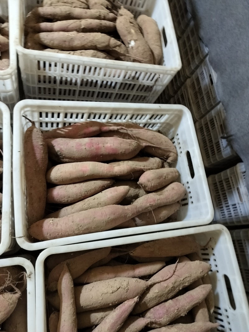 陕西秦薯5号板栗红薯干面甜无丝条形好皮色红