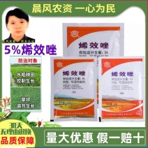 剑牌5%烯效唑挫植物矮化剂水稻秧田草坪专用控旺药植物生长
