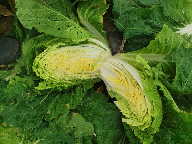 黄心白菜在秦皇岛昌黎县农田中生长茂盛,阳光照射下叶片泛黄,展现出良好的品质特征 黄心白菜田间生长实景