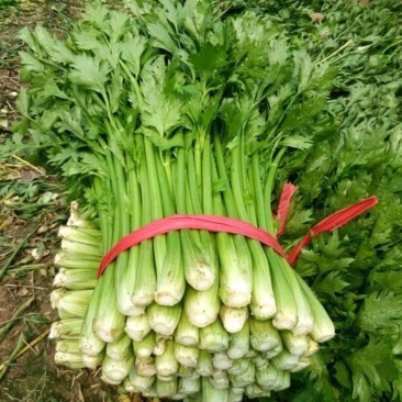 山东商河芹菜万亩基地西芹大量上市中,产地直发电联